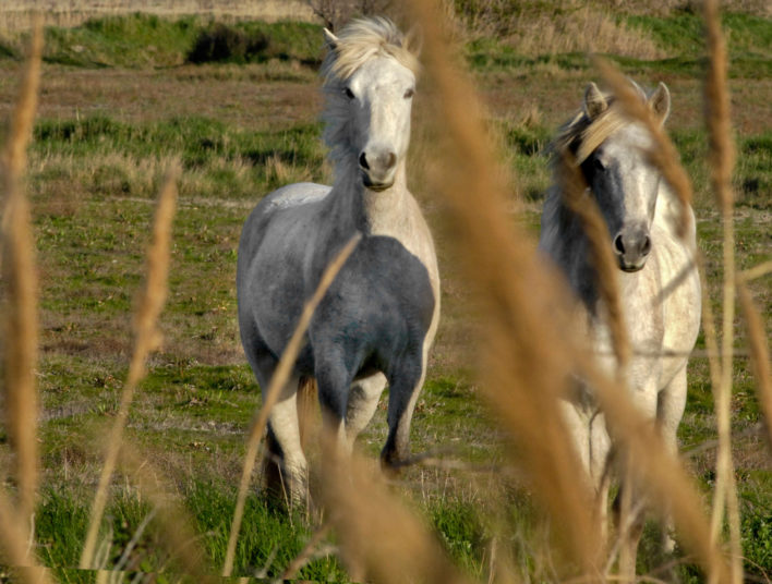 2 chevaux en train de gambader en pleine nature
