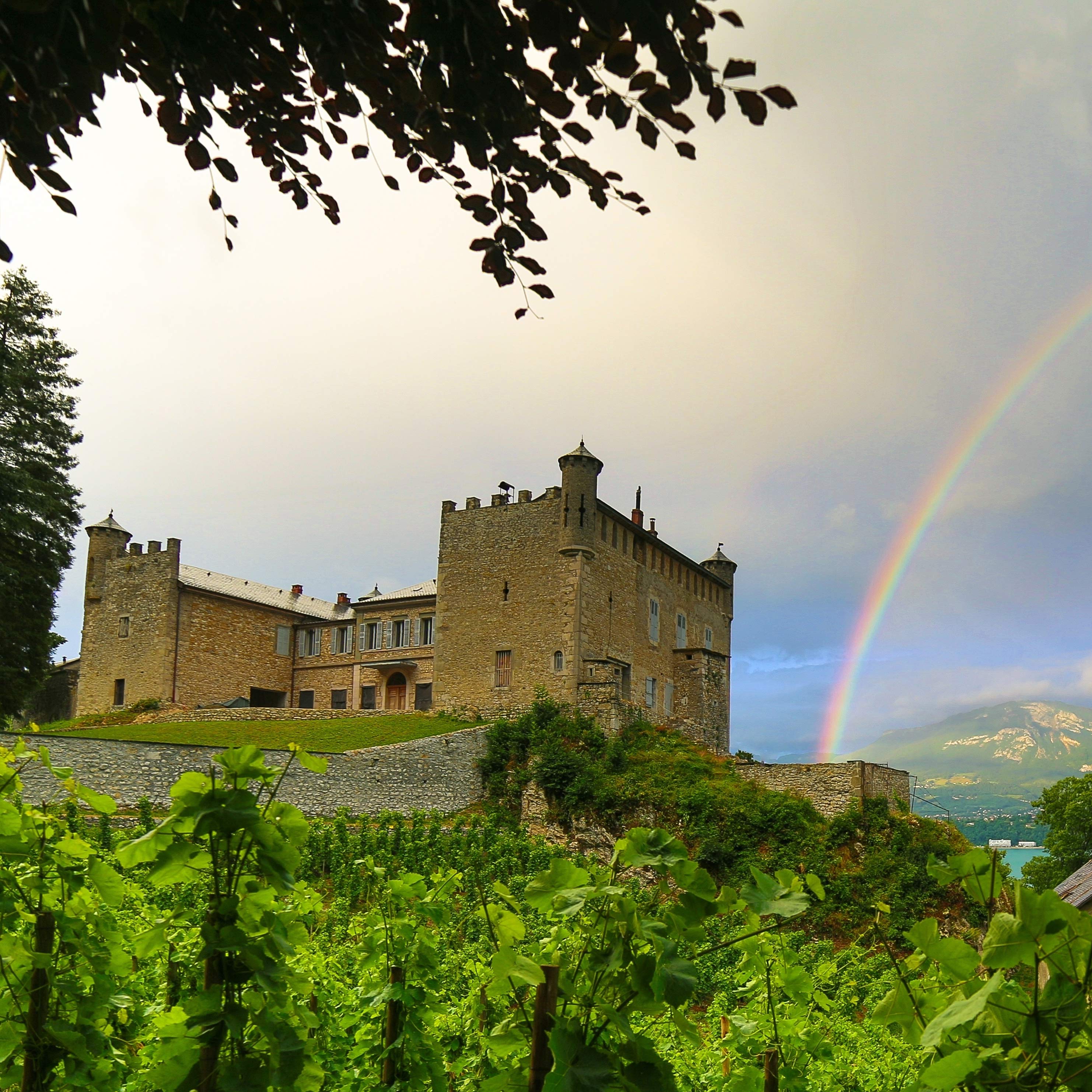 vue d'un château depuis des vignes avec un arc en ciel