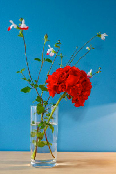 Photo détail fleur rouge fond mur bleu
