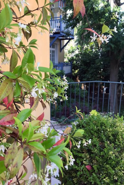 Jasmin
