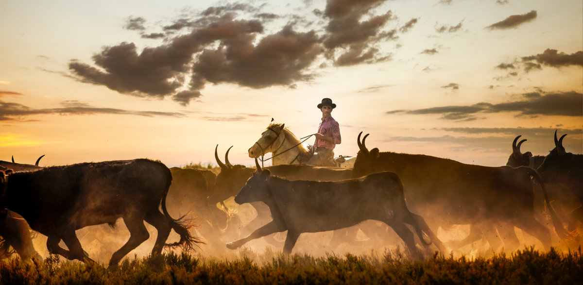 Chevauchée d'un homme sur un cheval au milieu d'un troupeau de taureaux avec le couché de soleil en arrière plan