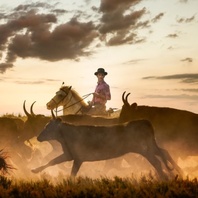 Chevauchée d'un homme sur un cheval au milieu d'un troupeau de taureaux avec le couché de soleil en arrière plan