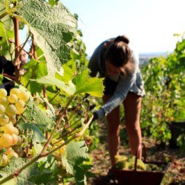 vendangeuse-en-train-de-couper-une-grappe-de-Chardonnay-avec-zoom-sur-le-Chardonnay