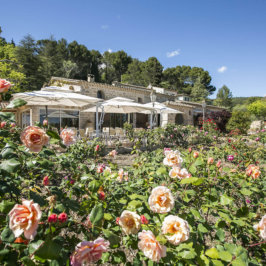 Vue sur des roses en premier plan