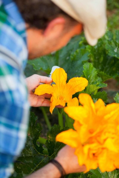 Homme qui cueille une fleur de courgette