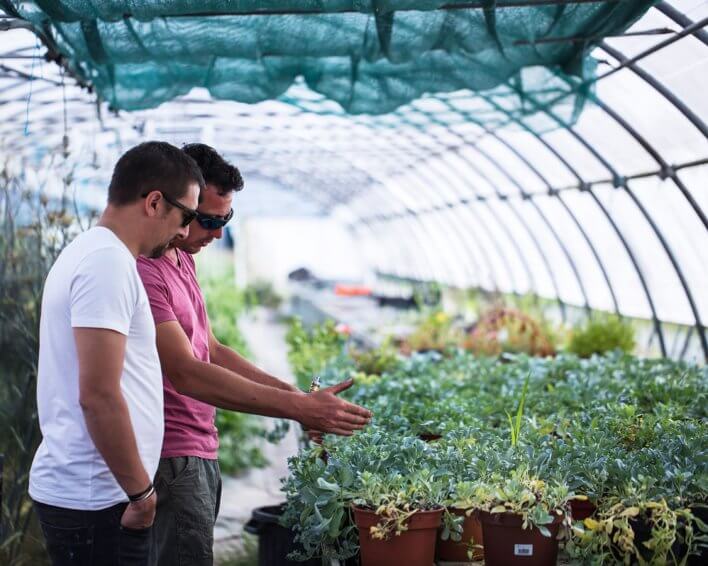 Deux hommes dans une serre d'aromates