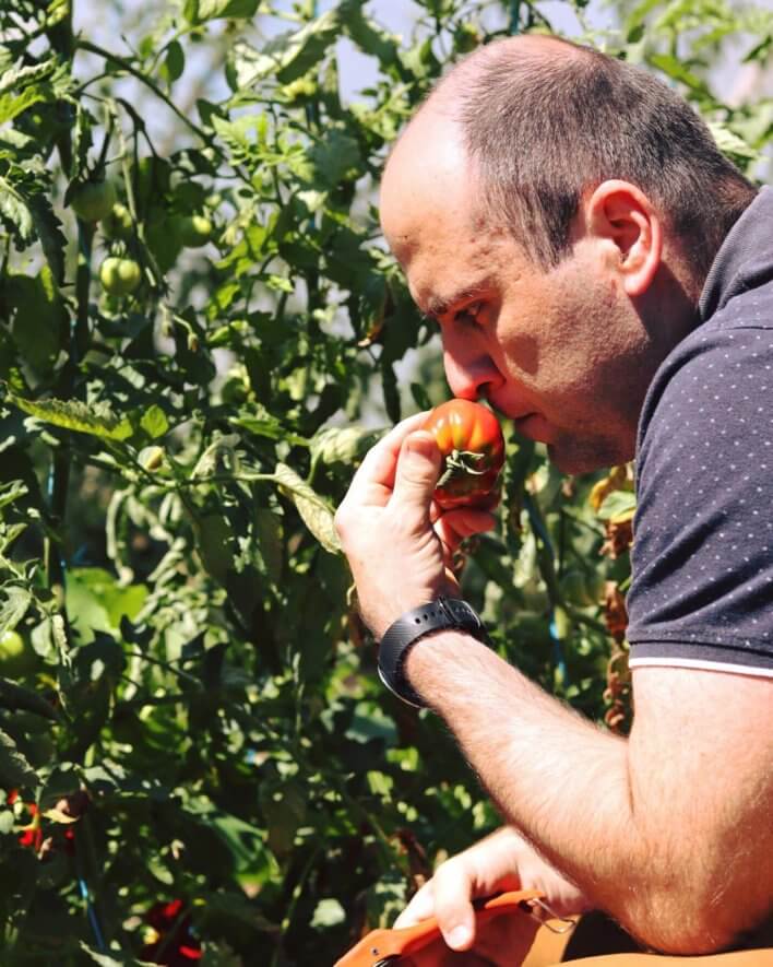 Un homme sent une tomate bio dans une serre